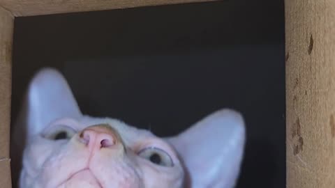 Sphynx Cat Reaches Into Box