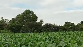 plantation Corn