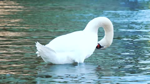 beautiful swan away from Politics