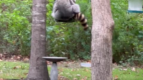 Chubby Raccoon Chills on Bird Feeder