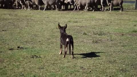 Little Karmala Ness having her first introduction to sheep