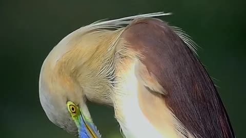 Indian Pond Heron