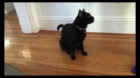 How to Train a cat to Sit
