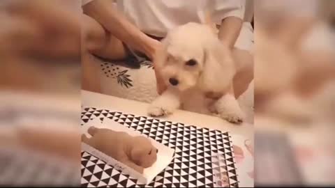 Funny baby cut dog