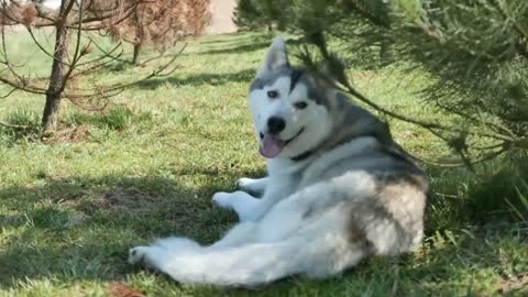 Top 5 Facts About Owning Siberian Husky