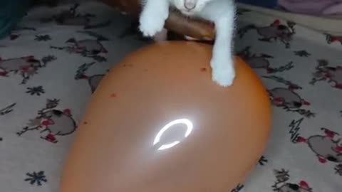 Cute cat playing with ballon😻😻😁😍