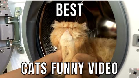 The best funny cats video