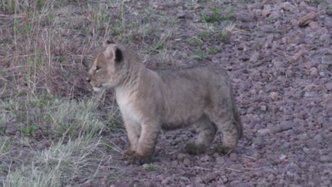 Lion Cub Calling