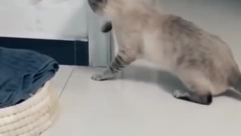 Funny cat and movement video carry on funny video