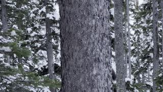 Pine Marten Hunting Douglas Squirrel Around Pine Tree