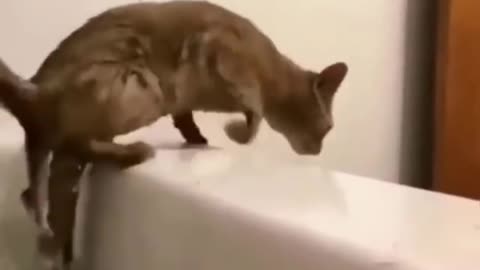 Funny animal videos 2022 🤣🤣😁