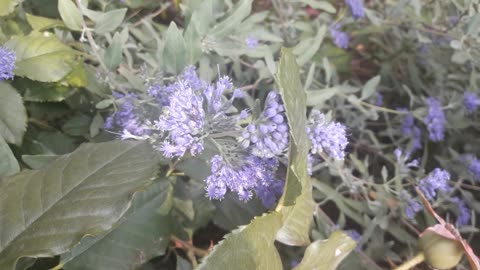 Coreopteris bloomed