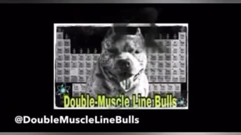 Tour of our kennel setup! DOUBLE MUSCLE LINE BULLS‼️🐾