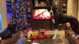 Great Dane gets the 'Merry Christmas' zoomies