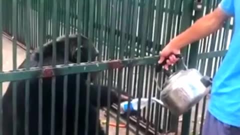 SEE HOW THE CHIMPANZEES ARE COLLECTING & DRINKING THE WATER 💦