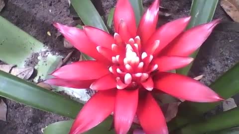 Linda bromélia no jardim botânico, a flor de um verdadeiro esplendor [Nature & Animals]