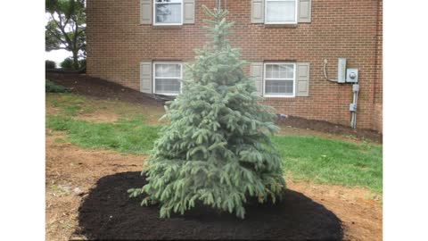 Christmas Tree Planting Live Clear Spring MD Landscaping Contractor