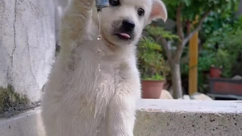 cute dog 🐶🐶 funny dog 🤣🤣 dog animels 🥰 cute dog drinking water