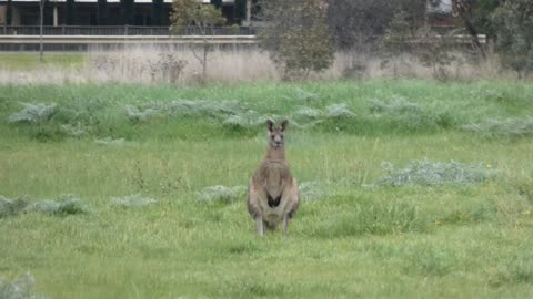 Kangaroos as I go for a walk part 1