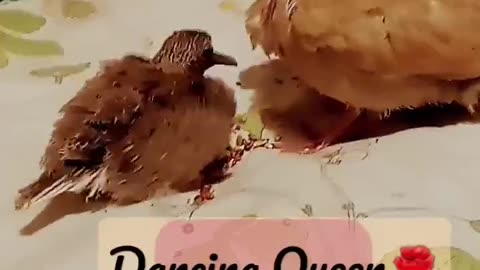 "Dancing Queen Mini Doves"Adorable Come See🥁💃🕊️😇🎶🎤