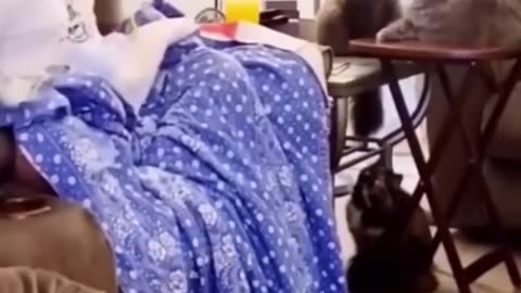 Funniest Cats and Dogs 🐶🐱 | Funny Animal Videos #9