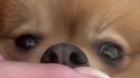 Get Ready to LOL: The Funniest Dog Videos of the Year!