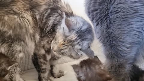 Big Sister Meets Her Kitten Siblings for the First Time!
