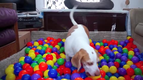 Best Dog Birthday Surprise DIY Ball Pit for Maymo