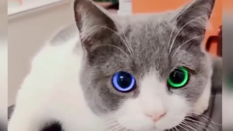 Colorful lights are burning in both eyes of the beautiful cat