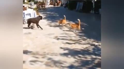 FUNNY CAT & DOGS 😆 🤣 TRY NOT TO LAUGH 😆
