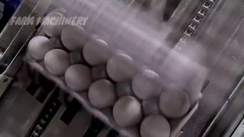 Amazing World Modern Farming Egg Harvest Technology. Incredible Automatic Breeding Process Chicken