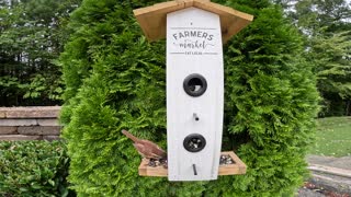 Bird Feeder in backyard