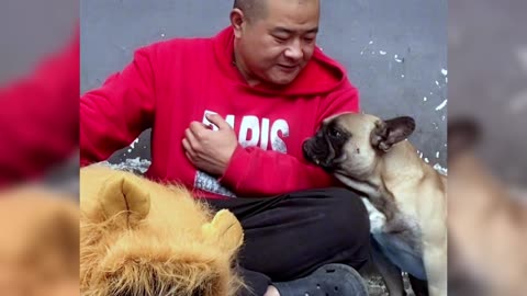 [pug]Dogs are man’s most loyal friends[Pet dog]Cute funny bulldog02