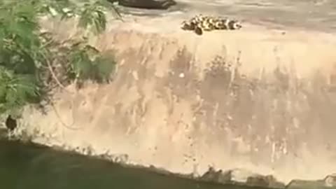 Cute Duck and Duckling Video