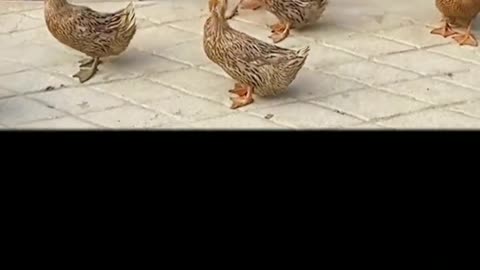 These Funny Duck Videos Will Make Your Day