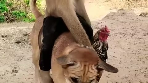 Rooster dog monkey playing,monkeys, dogs,local dog, Rooster the desert,Animals play.