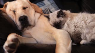 Dog and cat buddies preciously snuggle together