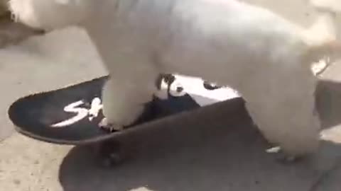 Dog On Skateboard 🤣Try Not To Laugh🤣
