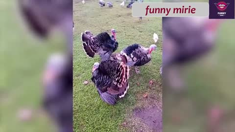 Best funny animal videos