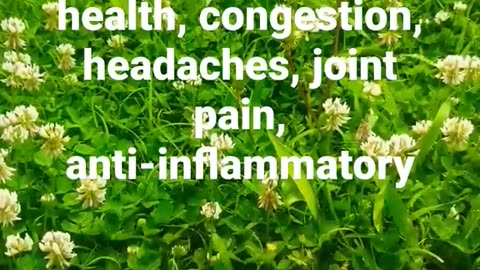 HOW TO MAKE A WHITE CLOVER TINCTURE FOR IMMUNE SUPPORT