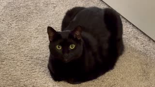 Adopting a Cat from a Shelter Vlog - Cute Precious Piper is a Little Door Loaf