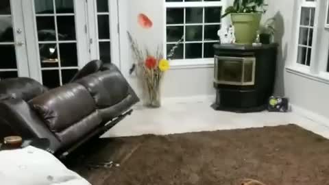 Dog shocks owner by knocking over couch