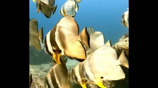 Stunning Batfish