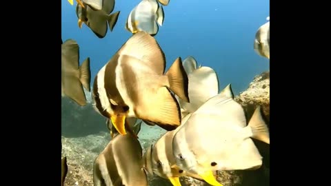 Stunning Batfish