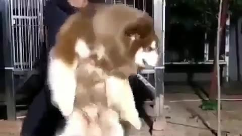 Omg big fluffy husky dog 🥰 |Funny animal videos| try not to laugh