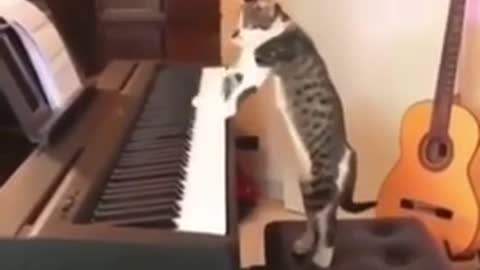 The Cat Playing Piano Funny Cats 2021