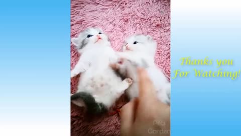 Cute And Funny Animals Compilation wow
