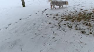 My Pet Shi-tzu Walking In The Snow