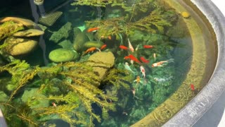 300 Gallon Backyard Patio Pond – Koi/goldfish – Summer 2022