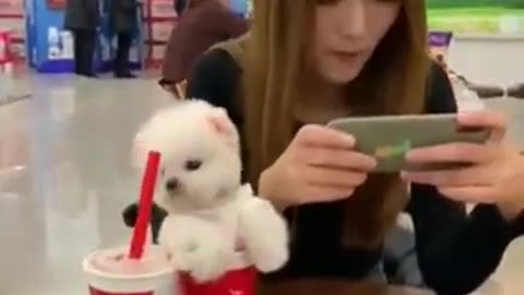 Cute dog in a cup